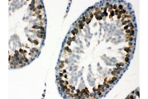 IHC testing of FFPE rat testis with YB1 antibody. (YBX1 antibody)