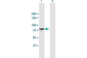 Western Blot analysis of VASN expression in transfected 293T cell line by VASN MaxPab polyclonal antibody. (Vasn antibody  (AA 1-673))