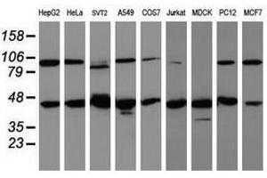 Image no. 2 for anti-WD Repeat Domain 74 (WDR74) (AA 114-385) antibody (ABIN1490852) (WDR74 antibody  (AA 114-385))
