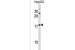 SNXE Antibody (Center) (ABIN1538385 and ABIN2838120) western blot analysis in HepG2 cell line lysates (35 μg/lane). (SPANXE antibody  (AA 39-65))