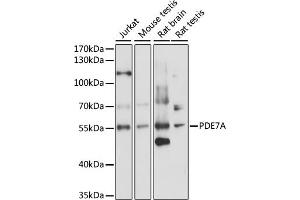 Western blot analysis of extracts of various cell lines, using PDE7A antibody (ABIN7269305) at 1:1000 dilution. (PDE7A antibody  (AA 345-456))