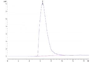 The purity of Biotinylated Human Transferrin R is greater than 95 % as determined by SEC-HPLC. (Transferrin Receptor Protein (AA 89-760) (His-Avi Tag,Biotin))