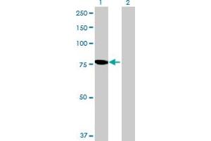 Western Blot analysis of PGM2L1 expression in transfected 293T cell line by PGM2L1 MaxPab polyclonal antibody. (PGM2L1 antibody  (AA 1-622))