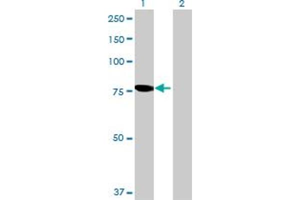 PGM2L1 antibody  (AA 1-622)