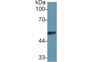 Western Blot; Sample: Rat Spleen lysate; Primary Ab: 1µg/ml Rabbit Anti-Rat FGg Antibody Second Ab: 0. (FGG antibody  (AA 170-429))