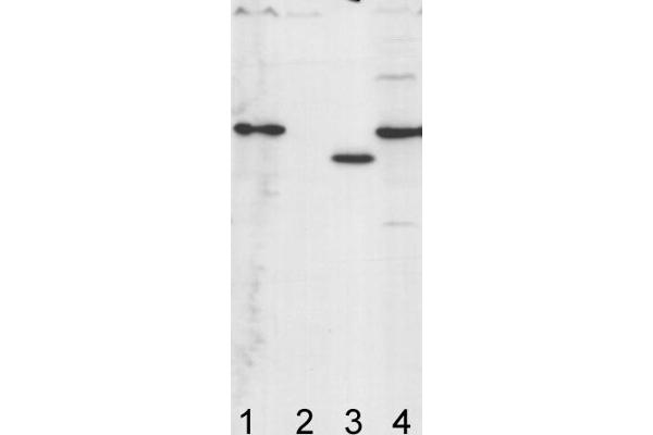 ATP Synthase Subunit gamma (AtpC) antibody