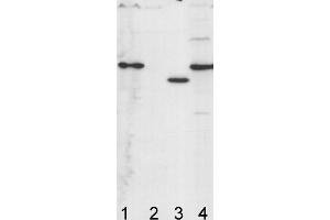 Image no. 1 for anti-ATP Synthase Subunit gamma (AtpC) antibody (ABIN334563) (ATP Synthase Subunit gamma (AtpC) antibody)