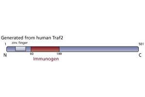 Image no. 2 for anti-TNF Receptor-Associated Factor 2 (TRAF2) (AA 93-199) antibody (ABIN967631) (TRAF2 antibody  (AA 93-199))