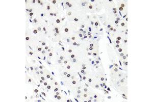 Immunohistochemistry of paraffin-embedded human stomach using HIST1H2BG antibody. (HIST1H2BG antibody)