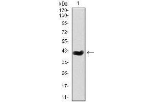 Western blot analysis using mouse Splunc2 mAb against mouse Splunc2 (AA: 16-169) recombinant protein.