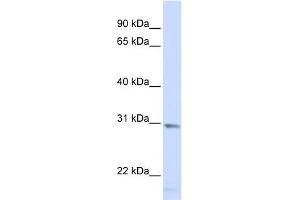 SMUG1 antibody used at 1 ug/ml to detect target protein.