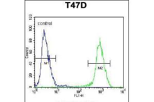 Flow cytometric analysis of T47D cells (right histogram) compared to a negative control cell (left histogram). (ARHGAP19 antibody  (AA 195-224))