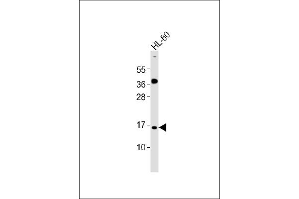 ATP5J2 antibody