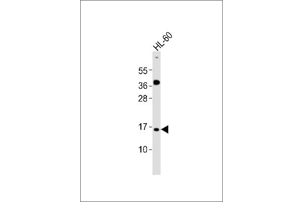 ATP5J2 antibody