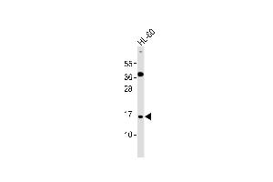 Anti-ATP5JL Antibody at 1:1000 dilution + HL-60 whole cell lysates Lysates/proteins at 20 μg per lane. (ATP5J2 antibody)