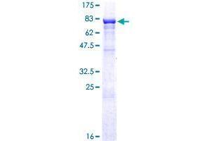 Image no. 1 for Zinc Finger Protein 306 (ZKSCAN3) (AA 1-538) protein (GST tag) (ABIN1325809) (ZKSCAN3 Protein (AA 1-538) (GST tag))