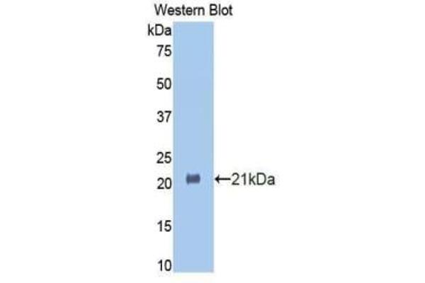HSPBP1 antibody  (AA 209-354)