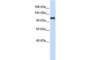 WB Suggested Anti-NID2 Antibody Titration:  0. (NID2 antibody  (Middle Region))