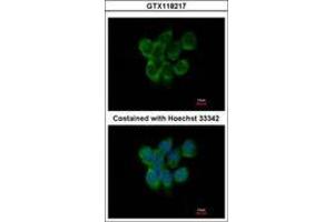 Image no. 3 for anti-Apolipoprotein B mRNA Editing Enzyme, Catalytic Polypeptide-Like 3F (APOBEC3F) (AA 34-263) antibody (ABIN1496666)
