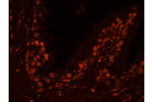 Immunofluorescence (IF) image for anti-Ubiquitin Specific Peptidase 47 (USP47) (C-Term) antibody (ABIN7449031)