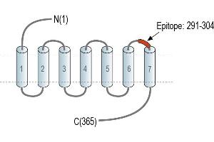 G Protein-Coupled Receptor 142 (GPR142) peptide