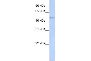WB Suggested Anti-IRF4 Antibody Titration:  0. (IRF4 antibody  (Middle Region))