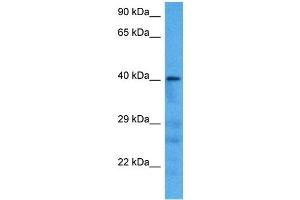 Host:  Mouse  Target Name:  AGER  Sample Tissue:  Mouse Pancreas  Antibody Dilution:  1ug/ml (RAGE antibody  (N-Term))