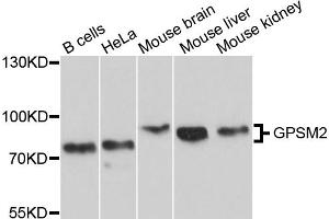 Western blot analysis of extracts of various cell lines, using GPSM2 antibody (ABIN5997836) at 1/1000 dilution. (GPSM2 antibody)