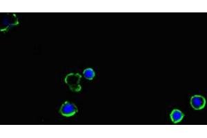 Immunofluorescent analysis of MCF-7 cells using ABIN7170115 at dilution of 1:100 and Alexa Fluor 488-congugated AffiniPure Goat Anti-Rabbit IgG(H+L) (SLC2A2 antibody  (AA 67-174))
