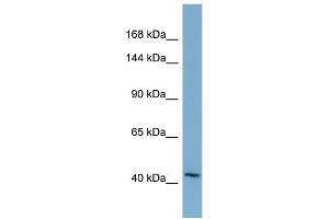 Host:  Rabbit  Target Name:  TMEM132A  Sample Type:  THP-1 Whole cell lysates  Antibody Dilution:  1. (TMEM132A antibody  (N-Term))