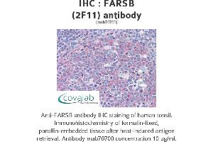 Image no. 2 for anti-Phenylalanyl-tRNA Synthetase, beta Subunit (FARSB) (AA 234-342) antibody (ABIN1723557) (FARSB antibody  (AA 234-342))