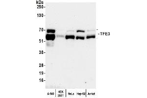 Western Blotting (WB) image for anti-Transcription Factor E3 (TFE3) (AA 500-550) antibody (ABIN7450812) (TFE3 antibody  (AA 500-550))