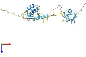Ubiquitin Domain Containing 2 (UBTD2) (AA 1-234) protein (His tag)