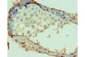 Immunohistochemistry of paraffin-embedded human testis tissue using ABIN7149982 at dilution of 1:100 (DPP7 antibody  (AA 190-410))