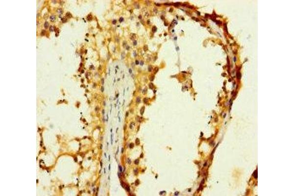 CST11 antibody  (AA 1-138)