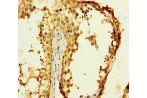 Immunohistochemistry of paraffin-embedded human testis tissue using ABIN7148974 at dilution of 1:100 (CST11 antibody  (AA 1-138))