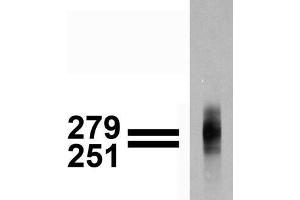Immunoblotting: use at 1-2ug/ml. (Cav3.1 Ca2+ Channel (AA 2052-2172), (C-Term) antibody)