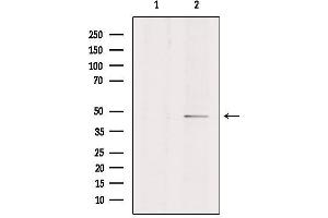 Western blot analysis of extracts from Hela, using EDNRA Antibody. (Endothelin-1 Receptor antibody  (C-Term))
