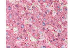 Immunohistochemistry of Goat Anti-Fibrinogen antibody. (FGA antibody  (Biotin))