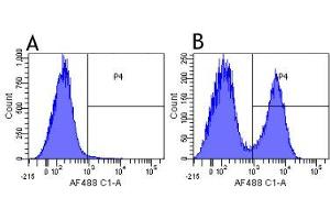 Flow-cytometry using anti-complement receptors 1 & 2 antibody 7G6   Mouse lymphocytes were stained with an isotype control (panel A) or the rabbit-chimeric version of 7G6 ( panel B) at a concentration of 1 µg/ml for 30 mins at RT. (Recombinant Complement Receptor 1 & 2 antibody)