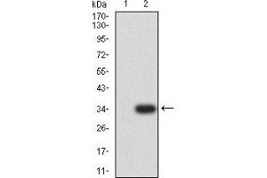 Western blot analysis using CD3D mAb against HEK293 (1) and CD3D (AA: 127-171)-hIgGFc transfected HEK293 (2) cell lysate. (CD3D antibody  (AA 127-171))