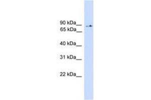 Image no. 1 for anti-Phosphoinositide-3-Kinase, Regulatory Subunit 5 (PIK3R5) (AA 471-520) antibody (ABIN6745559) (PIK3R5 antibody  (AA 471-520))