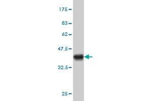 Western Blot detection against Immunogen (36. (EXOC7 antibody  (AA 586-684))