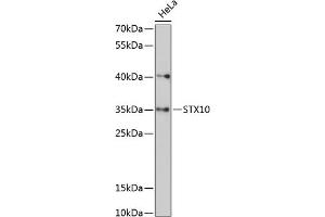 Western blot analysis of extracts of HeLa cells, using STX10 antibody (ABIN6129720, ABIN6148651, ABIN6148652 and ABIN6217958) at 1:3000 dilution. (Syntaxin 10 antibody  (AA 76-165))