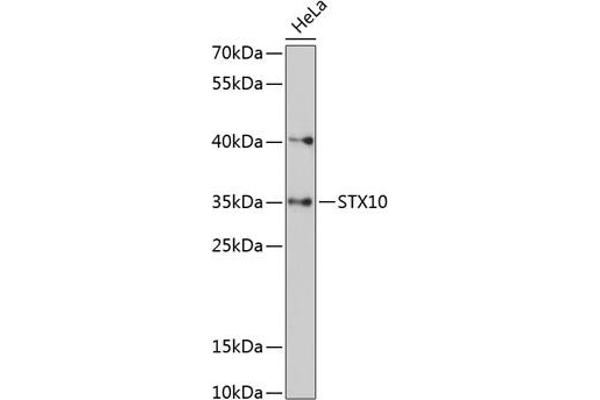 Syntaxin 10 antibody  (AA 76-165)