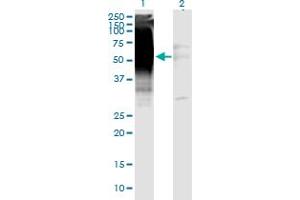 Western Blot analysis of GDF5 expression in transfected 293T cell line by GDF5 monoclonal antibody (M06), clone 1F4.