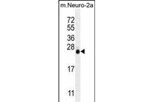 LIN28 Antibody (ABIN655496 and ABIN2845014) western blot analysis in mouse Neuro-2a cell line lysates (35 μg/lane). (LIN28A antibody)