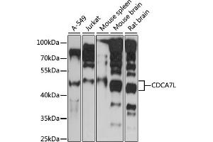 Western blot analysis of extracts of various cell lines, using CDCL antibody (ABIN7266264) at 1:1000 dilution. (CDCA7L antibody  (AA 1-300))