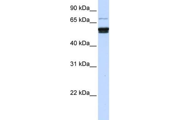 ZNF93 antibody  (N-Term)