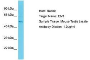 ETV3 antibody  (AA 441-490)
